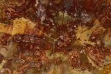 Beautiful Petrified Wood (Araucaria) Slab - Madagascar #361503-1